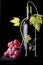 Wine bottle with a vine plant and grapes