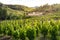 Wine cellar building surrounded by vineyards at summer time, Gratallops, Priorat, Catalonia, Spain, Europe