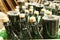 Wine and champagne production ageing at winery factory