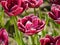 Wine-coloured tulips