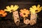 Wine cork figures, Concept Couple in Love with flowers