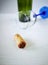 Wine cork is lying on a white wooden table. In the background, an overturned glass with a blue leg and an empty wine bottle.