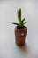 Wine cork planter with small aloe succulent plant