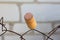 Wine cork on rusty wire against background of brick wall