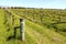 Wine country nelson vineyard grape vine New Zealand