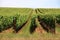 Wine Country Vineyard Crops Landscape