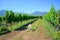 Wine farm, Chile