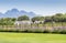 Wine farm in Franschhoek, Western Cape South Africa - Image of La Motte wine estate with young grape vines, roses and lavender