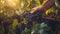 Wine farmer hands picking grapes from vineyard