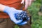 Wine farmer in the vineyard harvesting and cleaning Cabernet Sauvignon grapes