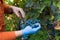 Wine farmer in the vineyard harvesting and cleaning Cabernet Sauvignon grapes