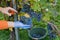 Wine farmer in the vineyard harvesting and cleaning Cabernet Sauvignon grapes