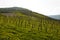 Wine fields Mosel