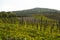 Wine fields Mosel