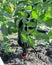 Wine glass bottle as water drip sprinkler in vegetable garden.