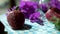 Wine glass, purple flowers, and two strawberries on checkered tablecloth