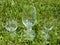 Wine Glasses Three on the Grass