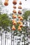 Wine gourd hanging on a dried tree
