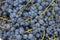 Wine grape background,blue grapes small for winemaking