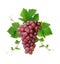 Wine grape cluster