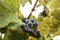 Wine grape cluster on the background of autumn foliage