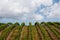 Wine Grape Field in Napa Valley