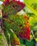Wine Grape Leaves turning from green to Brilliant Reds