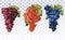 Wine grapes. Collection three grapes red, dark blue with green leaf. Healthy fruits. Table grapes. Icon set. 3D