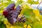 Wine Grapes on Grapevines in Fall Season Oregon USA