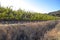 Wine grapes growing in Napa Valley California