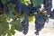 Wine grapes growing in Napa Valley California