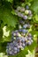 Wine grapes hanging in vineyard