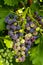 Wine grapes hanging in vineyard