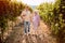 Wine and grapes. Harvesting grapes. Happy senior couple with grape basket