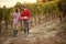 Wine and grapes. Harvesting grapes. Man and woman harvesting grapes