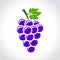 Wine grapes icon concept