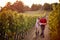 Wine and grapes. Man and woman winemakers walking in between rows of vines