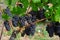 Wine grapes from Napa Valley, California