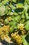 Wine grapes on the plant, Mikulov vineyards, Southern Moravia, Czech Republic