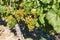 Wine grapes on the plant, Mikulov vineyards, Southern Moravia, Czech Republic