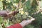 Wine grapes and secateurs in farmer`s hands. Yellow-green bunch at the sunny ecological vineyards during harvest