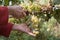 Wine grapes and secateurs in farmer`s hands. Yellow-green bunch at the sunny ecological vineyards during harvest