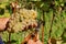 Wine grapes and secateurs in farmer`s hands. Yellow-green bunch at sunny ecological vineyards during harvest.
