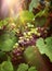 Wine grapes in vineyard sunrays