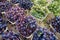 Wine grapes in wooden baskets displayed for market