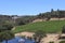 Wine grapevines at a winery in Windsor California, Sonoma County against the clear blue sky