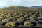 Wine-growing in the area of La Geria, World Cultural Heritage