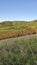 Wine growing area and natural landscapes with colorful vines in autumn around Stuttgart in Baden Wuerttemberg