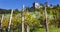 Wine growing at Castello di Avio Trento