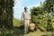 Wine Harvest Worker with wicker basket full of bunches of grapes